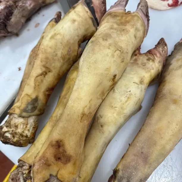 牛蹄 黄牛牛蹄整只