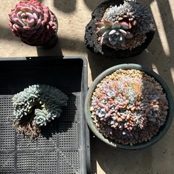 云南精品多肉植物可后台挑选