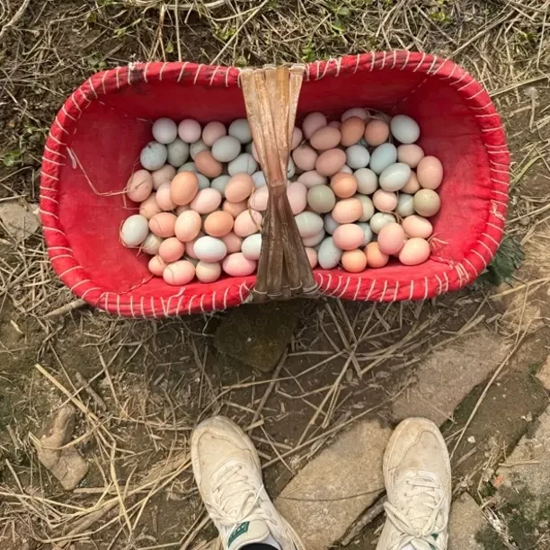 纯绿色无添加 农村土鸡蛋 宝宝月子放心吃