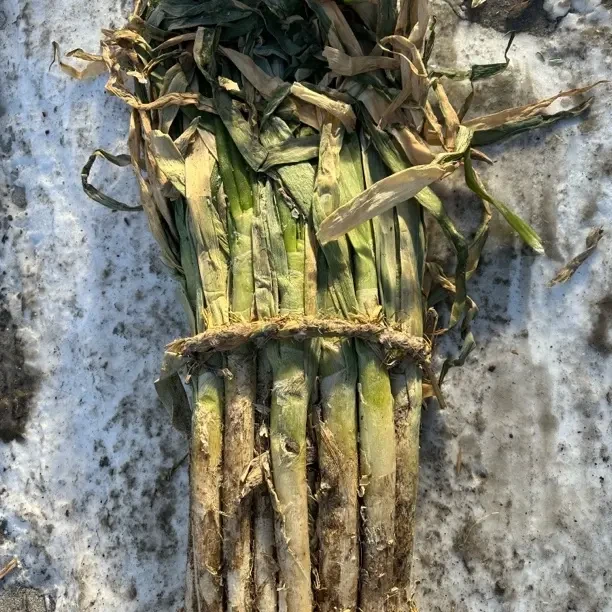 东北笨葱自然冷冻大葱