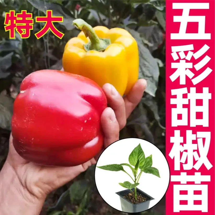 寿光五彩辣椒秧苗带土球青红黄绿紫甜椒圆方椒水果辣椒苗四季盆栽