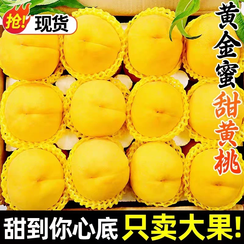 【只卖高品质 果园直发】正宗山东蒙阴彩虹黄桃子新鲜水果现摘