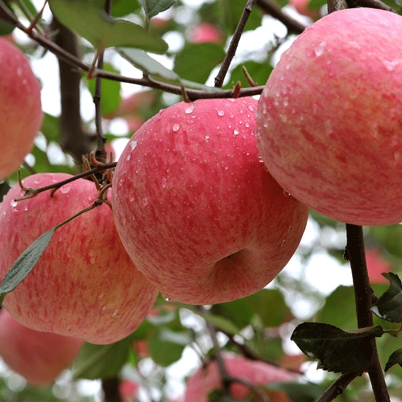 洛川红富士当季苹果新鲜脆甜多汁产地直发包邮脆甜