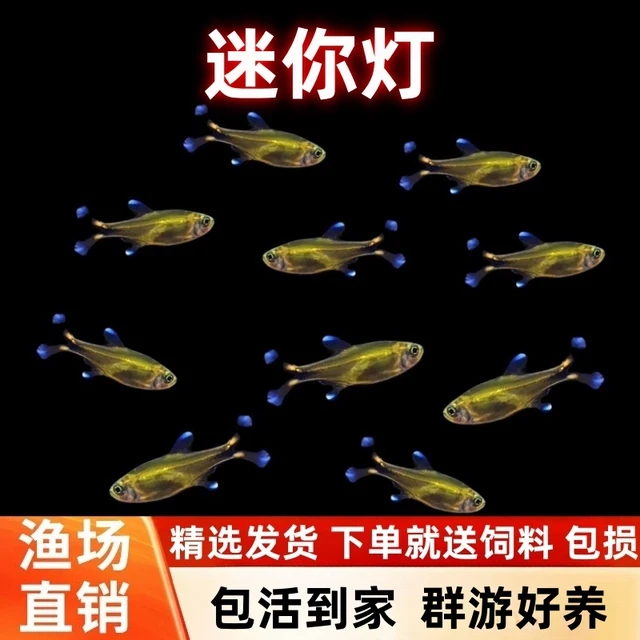 迷你灯鱼满天星热带观赏小型红绿灯草缸群游灯科鱼活体包邮观赏鱼