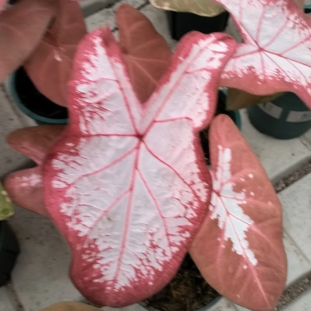 （泰彩冰沙）室内好养耐热多年生观叶类懒人植物盆栽