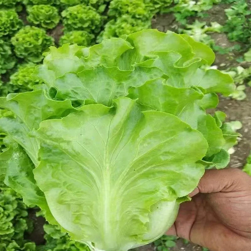意大利生菜种子奶油生菜玻璃生菜四季种阳台盆栽农家蔬菜种子
