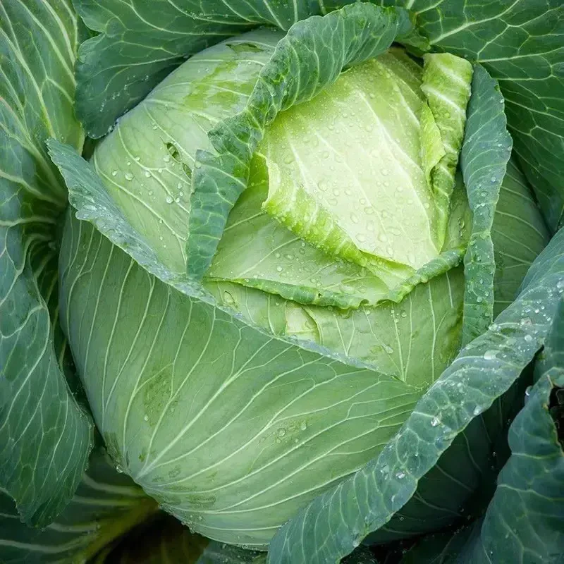 【特大莲花白包菜种子】耐热耐寒四季种植盆栽地栽阳台小院种植秋播