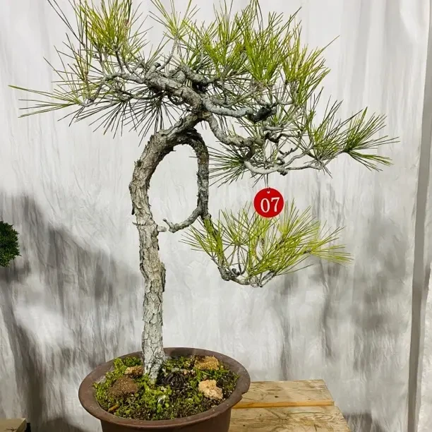 黑松造型高端盆景别墅花园庭院造景 直播间一物一拍