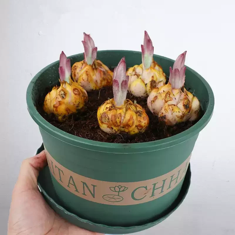 百合花种球香水百合四季开花宝莲灯花卉植物室内外花苗盆栽花种子