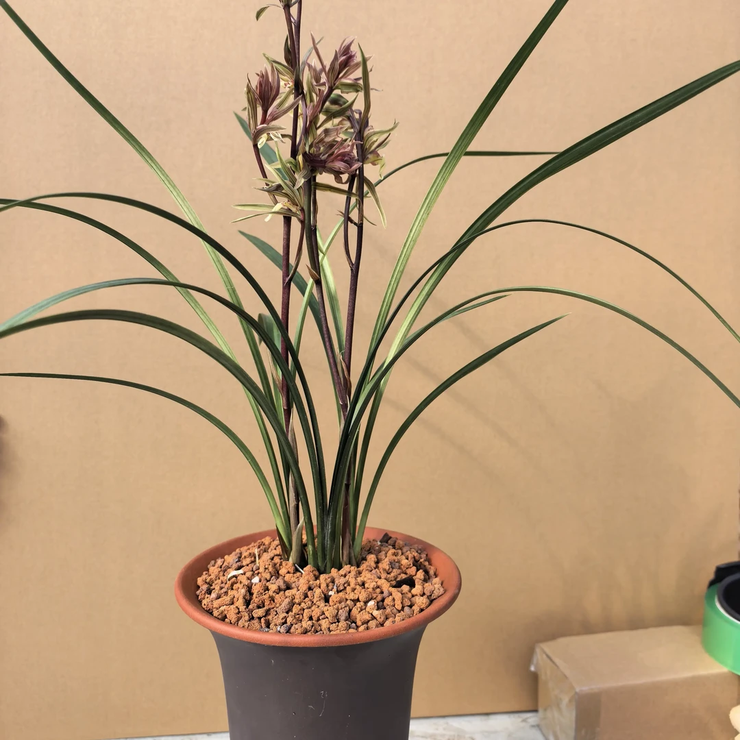 寒兰五福临门带花箭2苗3苗可选，发货前可拍照一物一拍