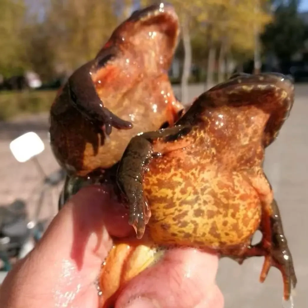 东北母豹子黄肚满籽满油鲜活发货顺丰包邮长白山雪蛤蟆