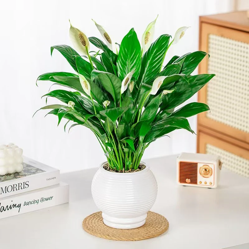 【一帆风顺】白掌绿植物带白盆2-5朵花自动吸水办公室小盆栽带花苞