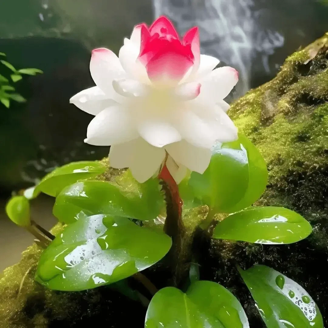 新品招财福寿莲自然懒人花桌面水培花卉好养家庭生长土培耐寒驱蚊