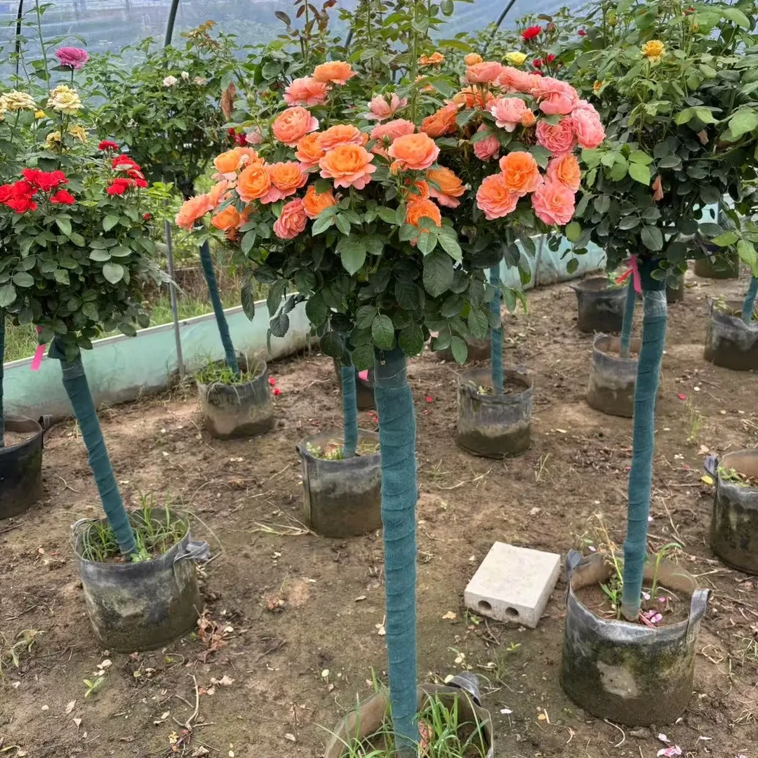 多品种棒棒糖树桩月季四季开花大花浓香适合阳台庭院种植