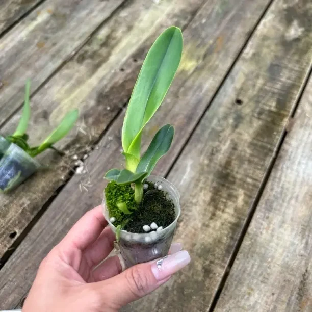 灰蓝火火交灰蓝火实生苗