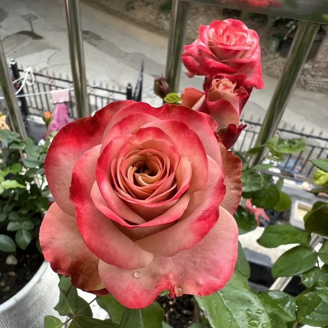 卡布奇洛玫瑰老桩耐热耐寒四季开花适用于室内外庭院