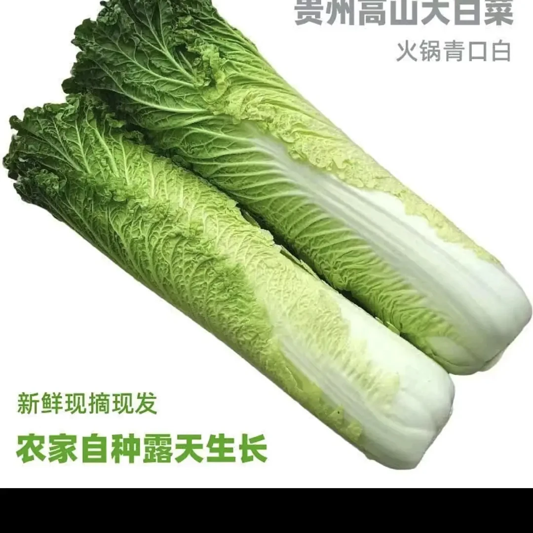 贵州高山露天自然生长青口白长白菜新鲜蔬菜现砍现发