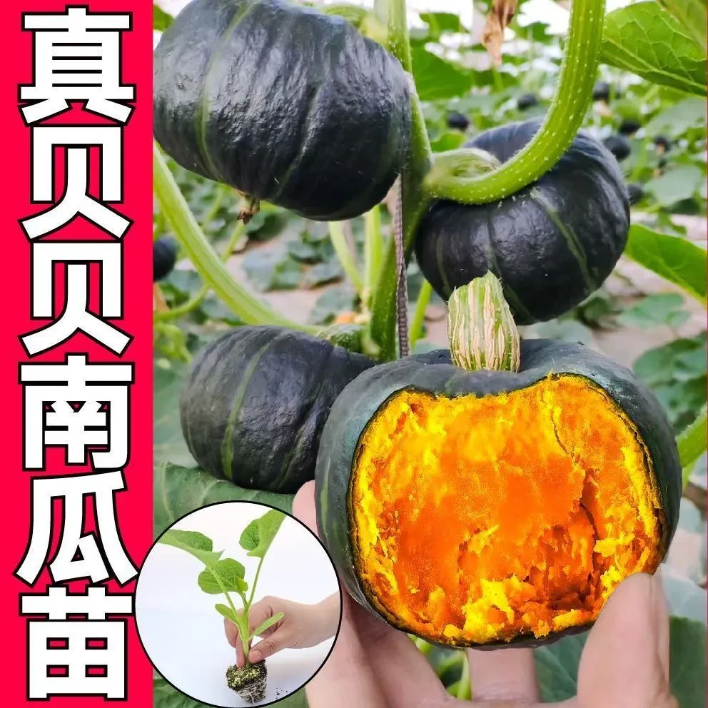 正宗贝贝南瓜板栗南瓜秧苗带土球甜糯超甜早熟蔬菜苗四季种植