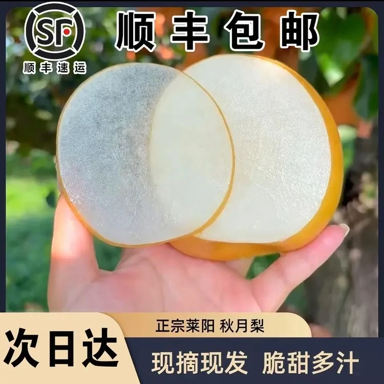 顺丰包邮次日达山东莱阳秋月梨正宗新鲜冰糖梨当季水果现摘皮薄脆甜多汁细嫩化渣山东省