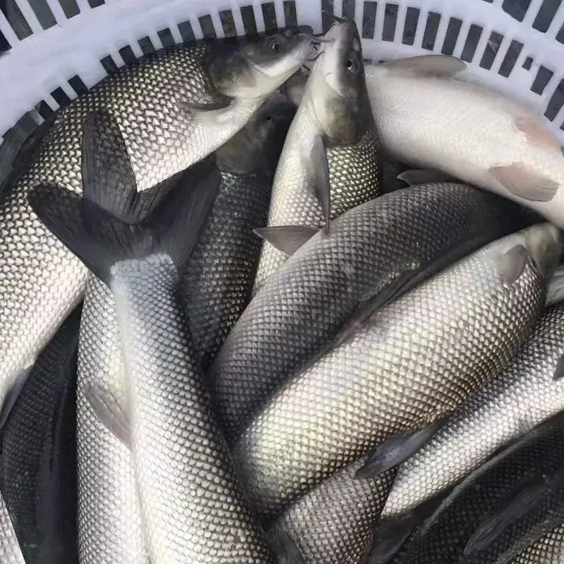 A四川银鳕鱼 每条6g左右 渔场直发观赏