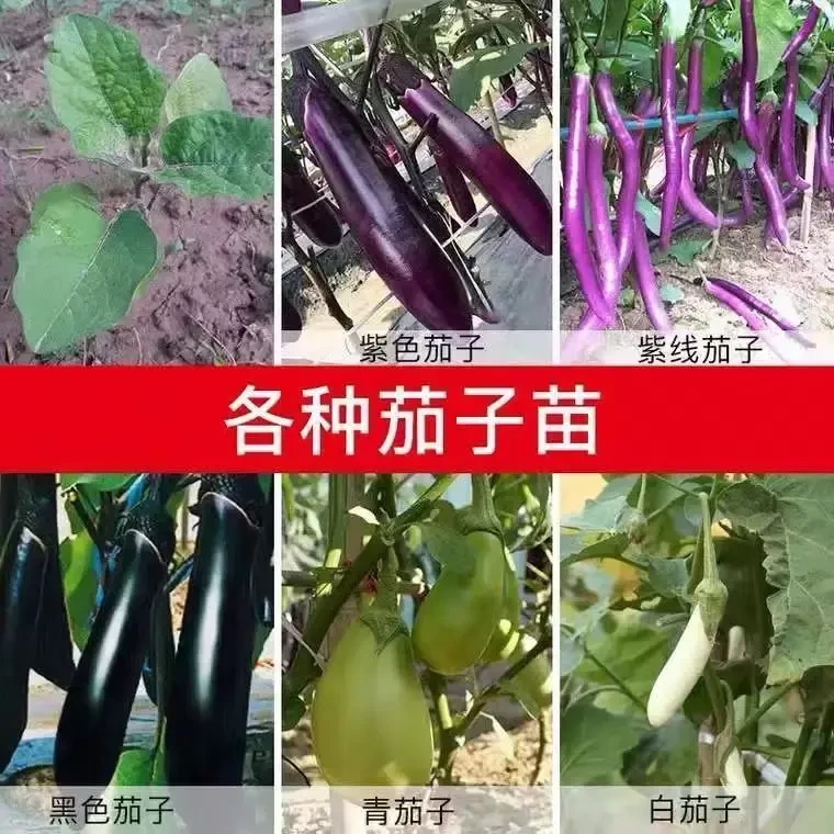 各种茄子种苗紫长茄线茄紫圆茄杭茄白长茄青圆茄种苗