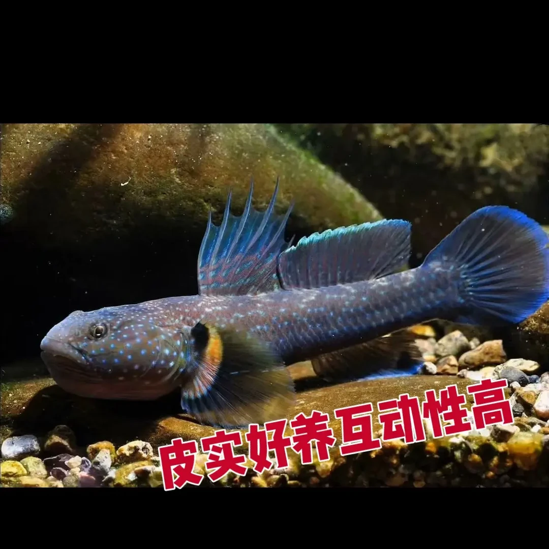 短棘缟虾虎鱼冷水原生淡水观赏鱼吐沙鱼