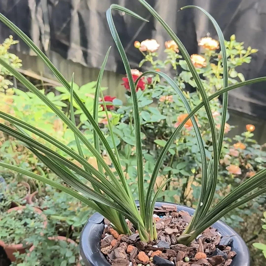 蕙兰严州彩云（大白菜）本园选育适合家庭观赏