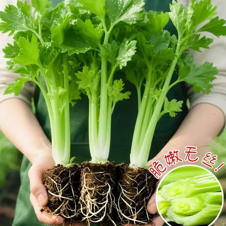 【九块九40棵】皇西芹洋芹苗秧红黄小香芹实心芹菜苗种子春秋四季