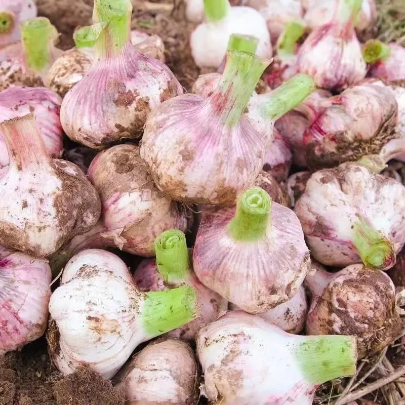 【现挖现发】山东紫白皮多瓣蒜新鲜现挖看得见的鲜香辣多汁