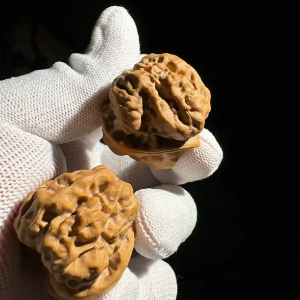 34.5延庆蛤蟆头肌肉三角小龙蟾，八腿八眼掐腰开背，蜡红皮白茬