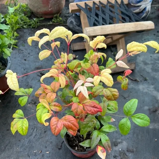 蓝天竹盆栽四季好养室内观叶植物阳台绿植