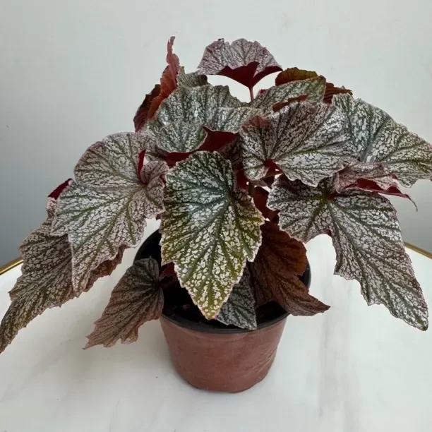 【粉红貂】秋海棠室内观赏耐阴好养易活热植