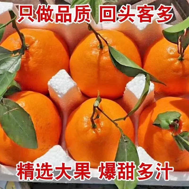 正宗四川春见耙耙柑橘子丑橘新鲜孕妇水果批发应季当季柑橘粑粑柑