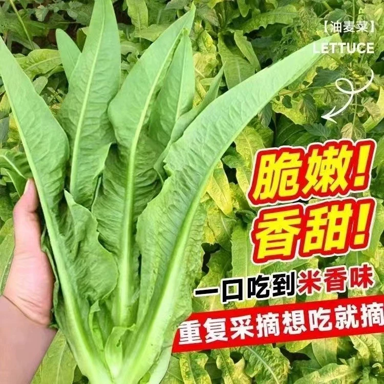 大颗四季油麦菜种子大叶油麦菜种子耐寒耐热甜味油麦菜种子