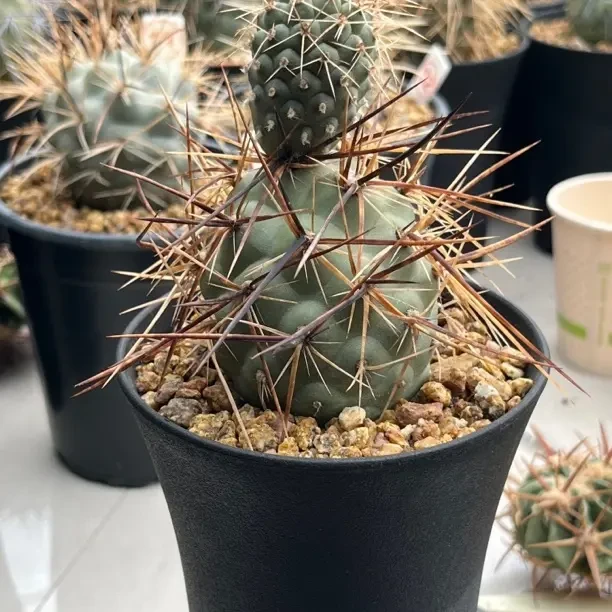 玳瑁色刺习志野，已养定可带盆发货，尺寸6厘米+，一物一拍。