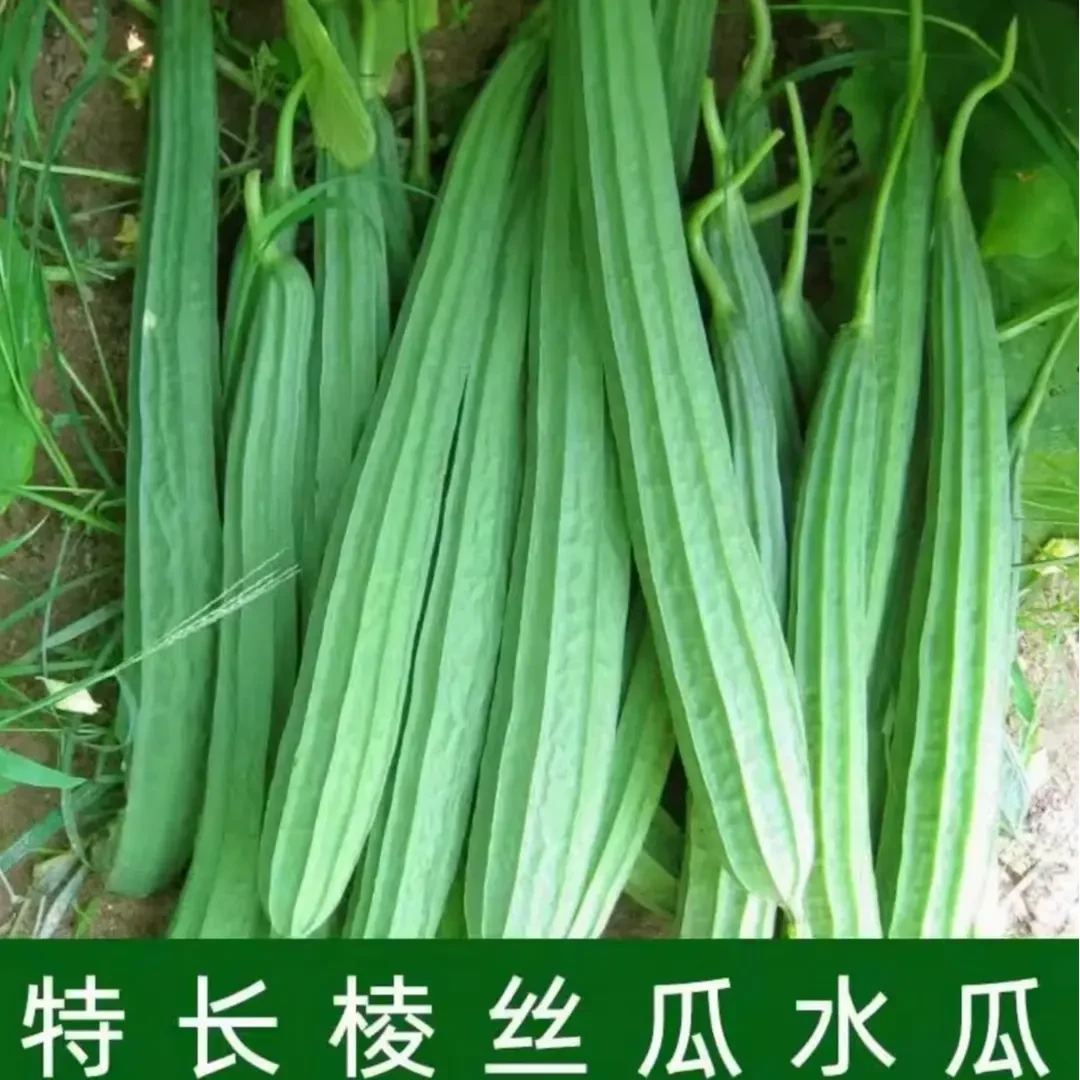 【棱角大肉丝瓜种子】家庭阳台小院盆栽地栽四季种植