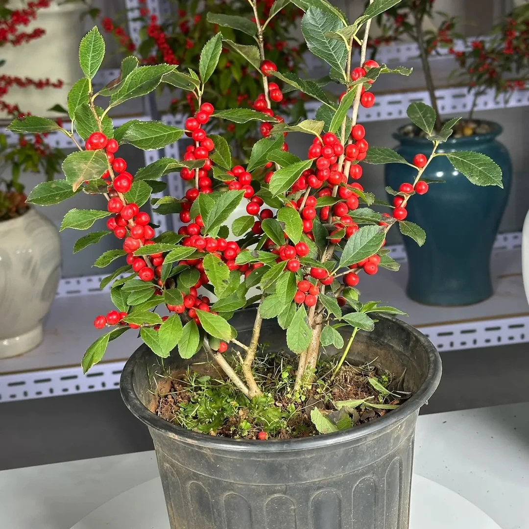 北美冬青盆栽红果绿植适合阳台庭院种植耐寒好养活