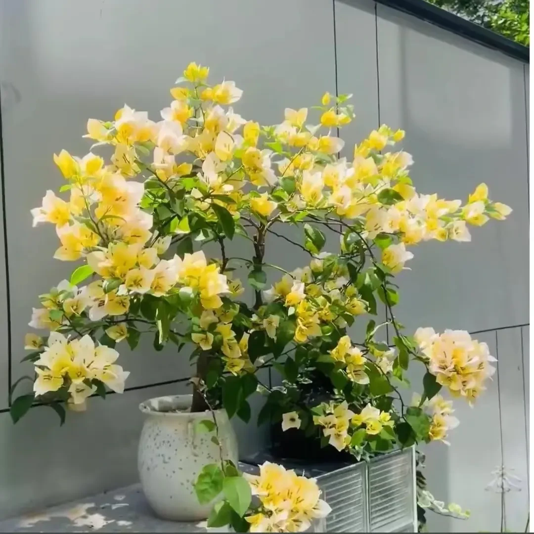【苏瓦娜--汐源】三角梅运输途中掉花落叶光杆实属正常介意勿拍