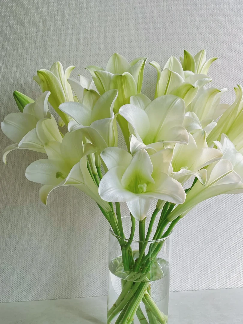 白色铁炮单瓣白色亚百合清新淡雅百合鲜切花重瓣水养插花云南直发