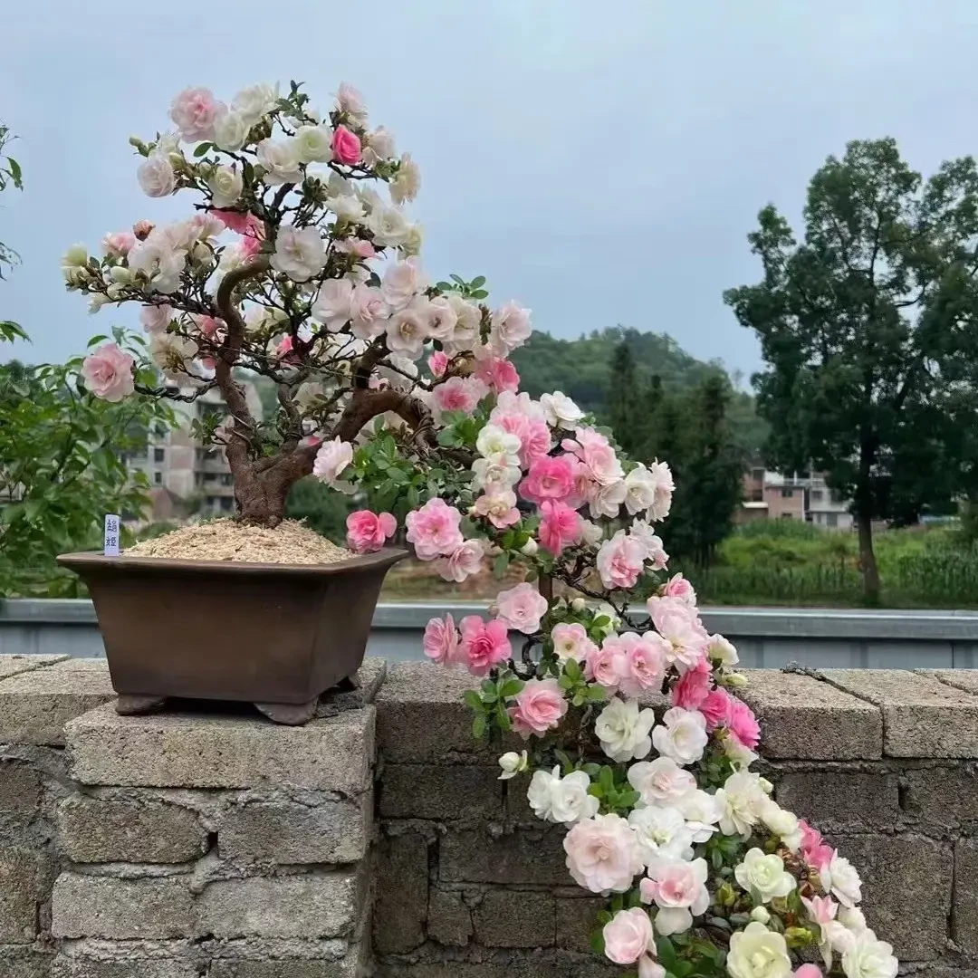 皋月杜鹃花鹃之舞多色开花好养易活室内室外阳台庭院盆栽花卉