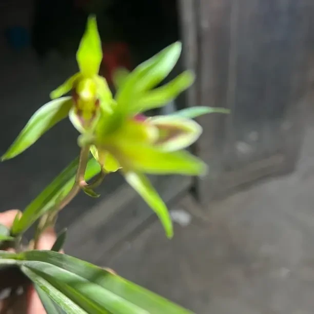 连瓣兰艺草金玉满堂送春黄金艺盆栽花卉绿植