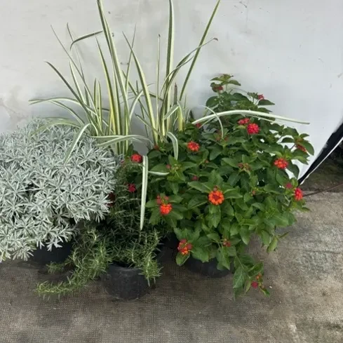 户外小花箱植物搭配，耐热耐寒，多年生植物