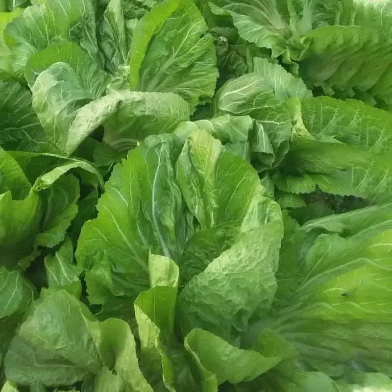 【大叶甜芥菜种子】家庭阳台小院四季种植盆栽地栽易种易活