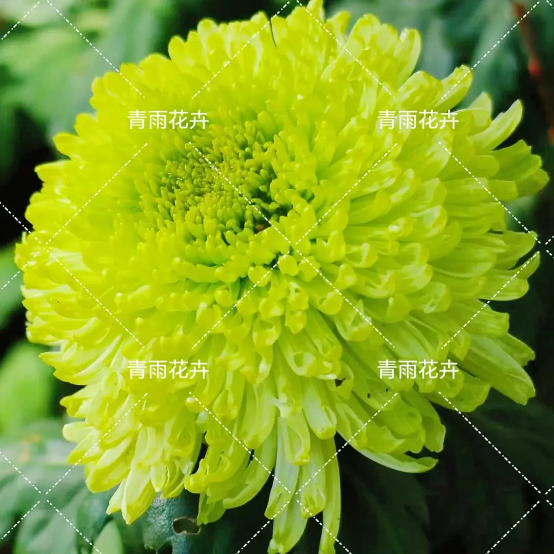 【绿菊】大花富贵菊 九月大菊盆栽开花好看