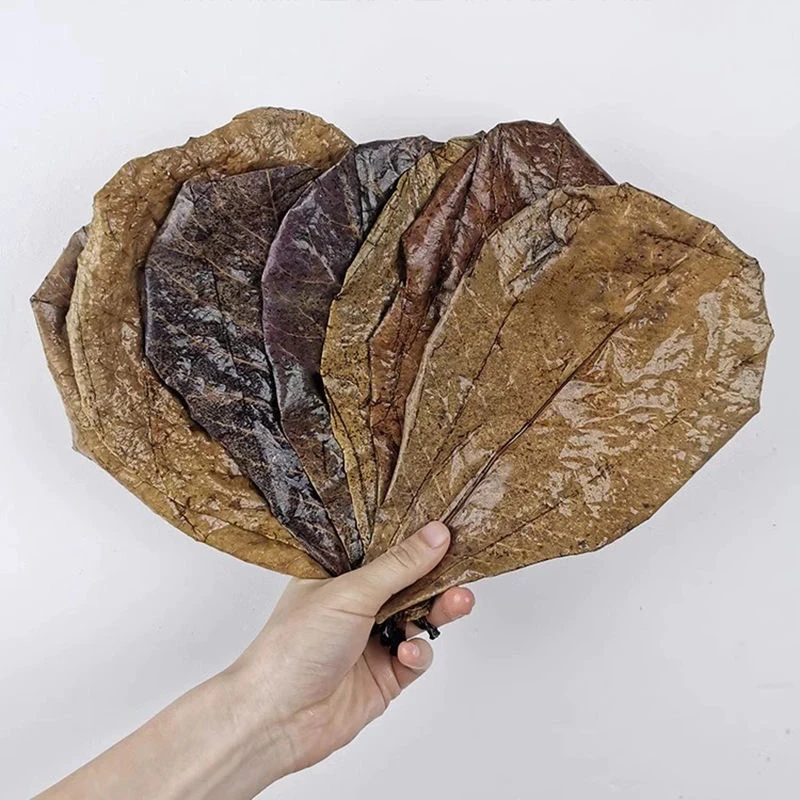 鱼掌柜优选鱼缸懒人降低ph值降酸调节剂鸟龟酸斗鱼叶调节橄榄叶