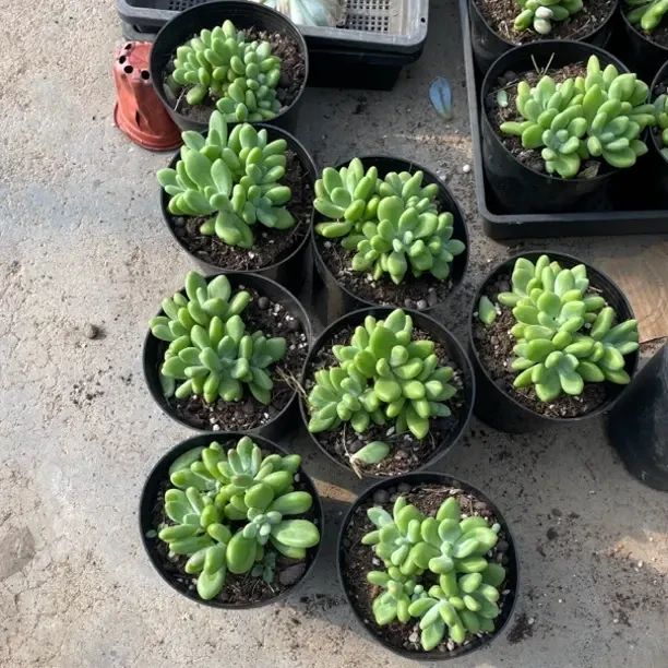 多肉植物盆栽阳台适用耐热耐寒易度夏好过冬包邮