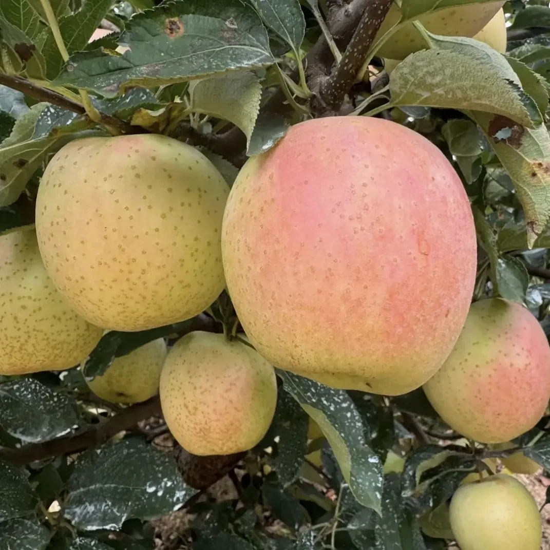 大连王林苹果雀斑丑苹果脆甜多汁新鲜现摘应季水果