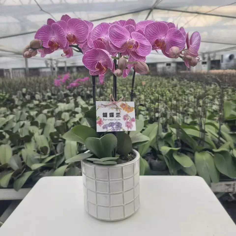 【玉玲珑】蝴蝶兰带花剑花苞室内客厅兰花盆栽好养活年宵花
