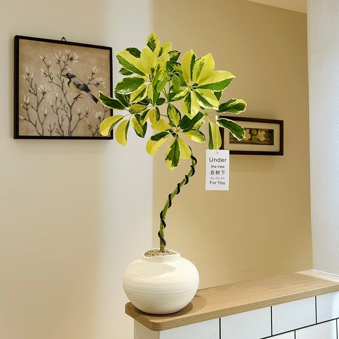 澳洲花叶鸭脚木室内居家装饰绿植办公室造型盆景客厅盆景四季常青
