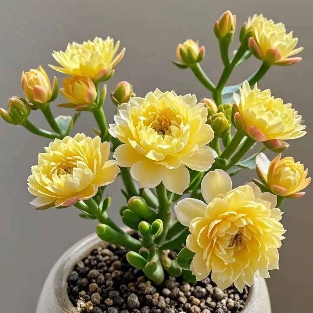 重瓣大花紫月寒多肉四季开花南北方好养护浓香型盆栽绿植花卉大全